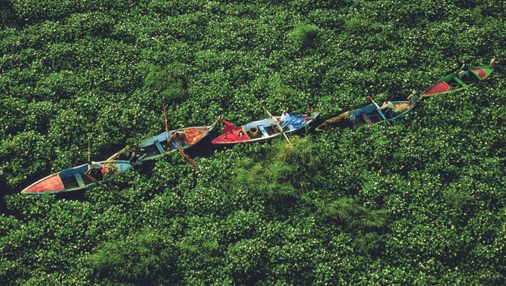 Plantas invasoras ciegan el cauce de un río