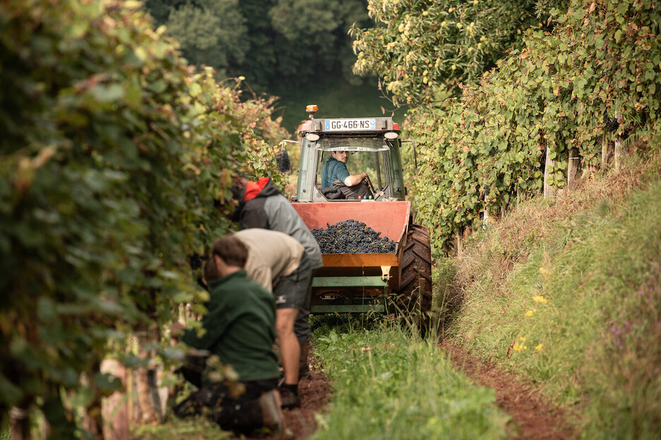 La fin de l'été sonne le temps des vendanges dans l'Irouléguy. 