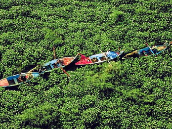 Plantas invasoras ciegan el cauce de un río.