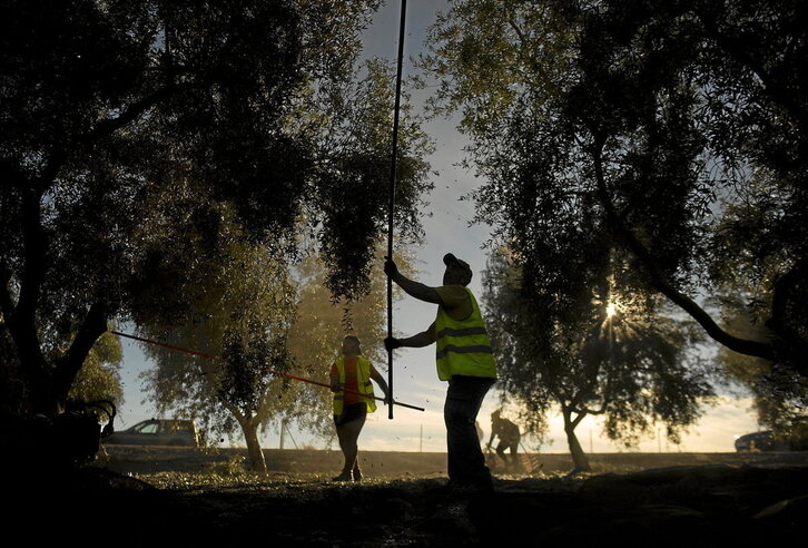 Un trabajador varea un olivo en Antequera, donde la campaña aún no ha finalizado.