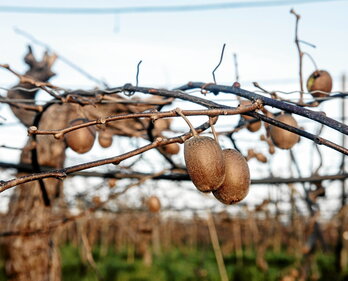 Una plantación de kiwi, en la localidad labortana de Gixune.