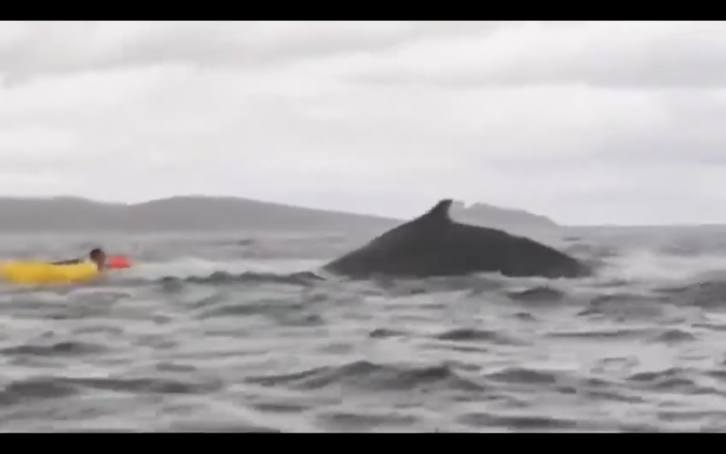 Un joven tragado y posteriormente escupido por una ballena en aguas del Estrecho de Magallanes.