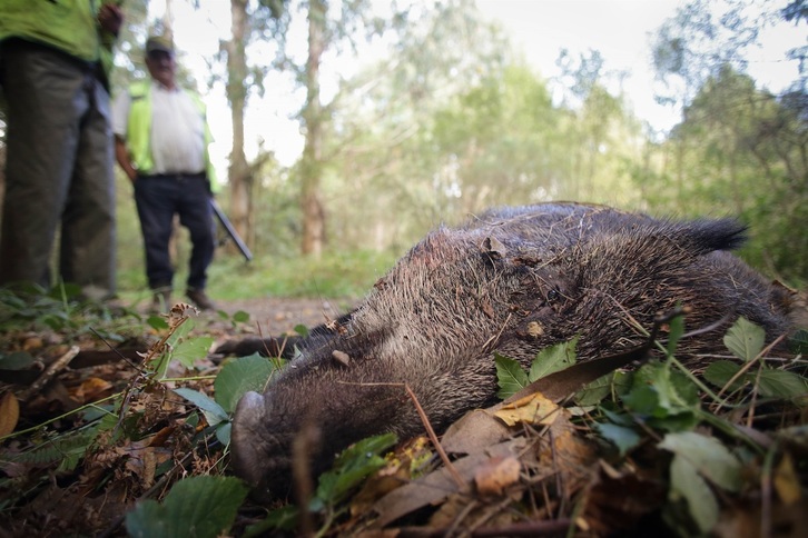 En Gipuzkoa se acaban de reanudar las batidas de caza de jabalí.
