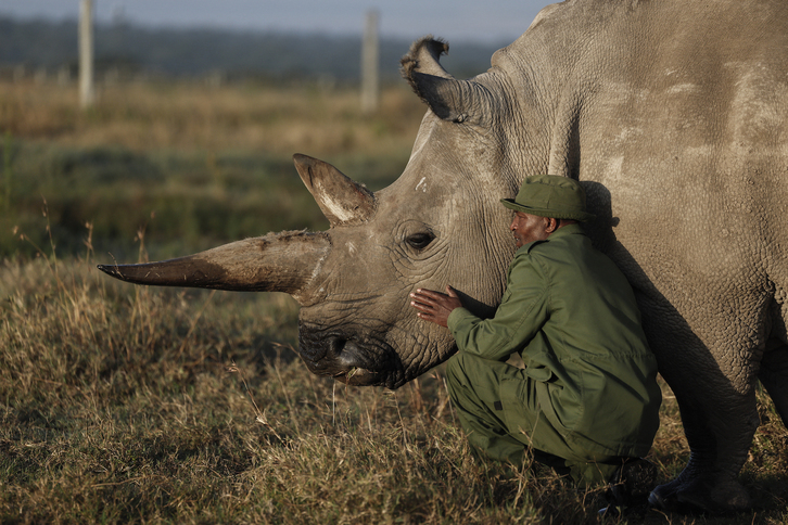 Zacharia Mutai, cuidador de la reserva de Ol Pejeta, acaricia a Najin, una de las dos últimas rinocerontas blancas del norte del planeta.