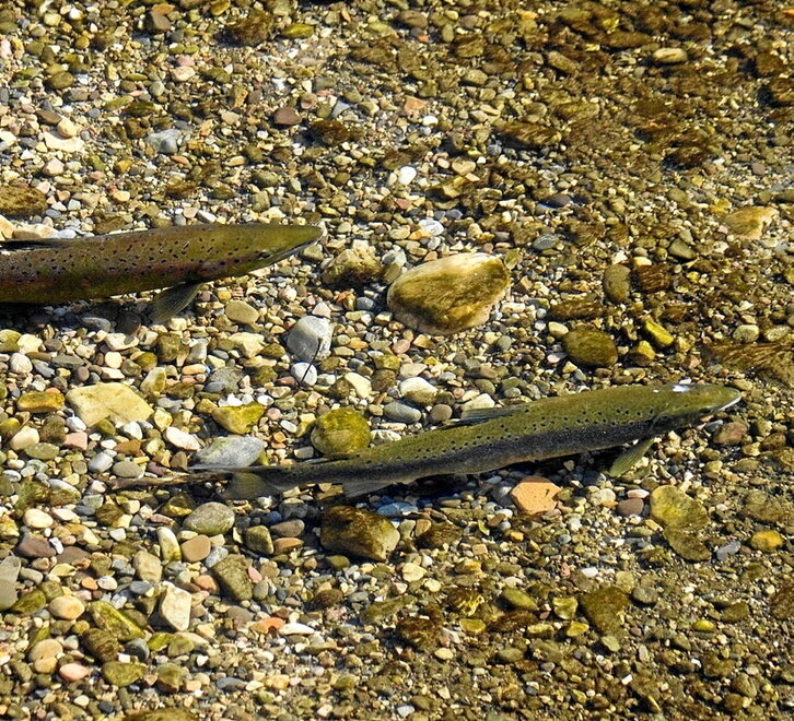 La situación del salmón es preocupante por la caída de su población.