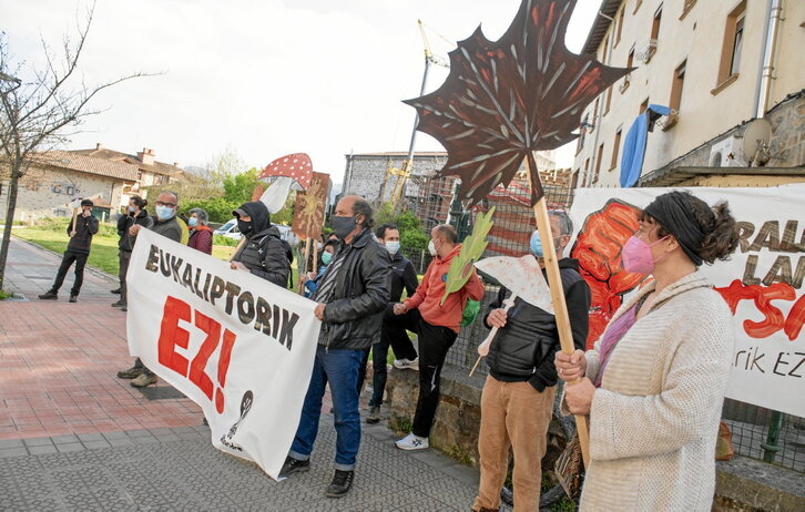 Eukaliptoaren aurkako herritarren protestei esker, egun espezie hori landatzeko oztopo gehiago daude.