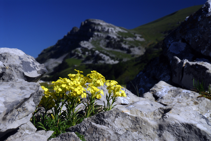 Itxina kolorez tindatzen da udaberrian.