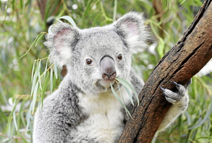 Imagen de un koala en Reptile Park de Australia.