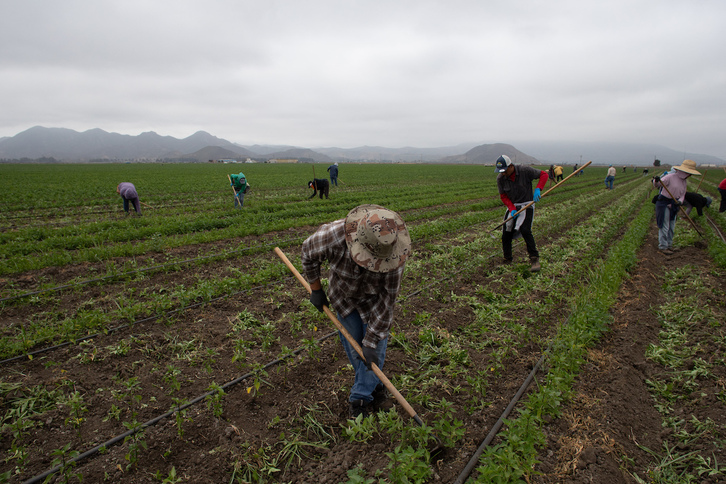 Nekazaritzako beharginak, Kaliforniako Oxnard hiriko jalapeño zelai batean lanean.